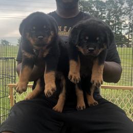 Rottweiler Puppies from Rottweilers Vom Haus Forte