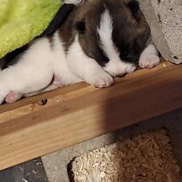 Akita Puppies from Jacqueline Newton's Akitas