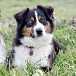 Mitzi - Australian Shepherd