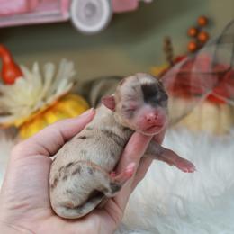 Chihuahua Puppies from Fiddlefigg Chihuahuas