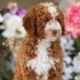 TBD - Poodle