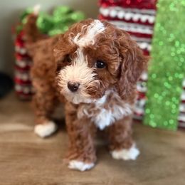 Cavapoo Puppies from AZ Cavapoos