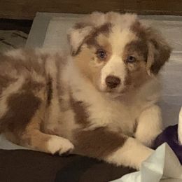 Australian Shepherd Puppies from Windy Hill Aussies