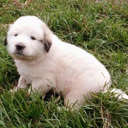 Puppy ID 92257 - White and badger male Great Pyrenees puppy in Leicester, North Carolina from Randall Glen Pyrenees