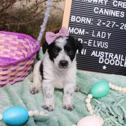 Gigi - Black and white female Aussiedoodle puppy in Hopkins, Missouri from Mowry Creek Mini Aussiedoodles and More