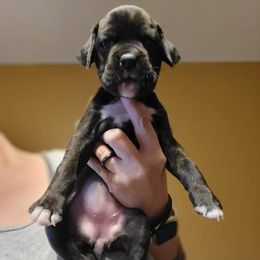 Boxer Puppies from Winchester Boxers