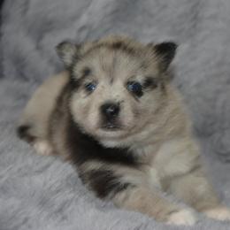 Pomsky Puppies from Pomskies of Vermont