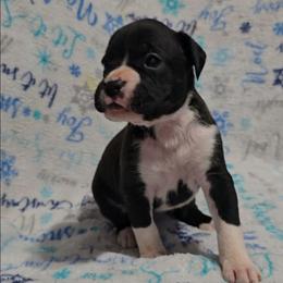 Girl 1 - Fawn female Boxer puppy in Temple, Georgia from B&B Boxers