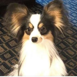 Storm - Papillon