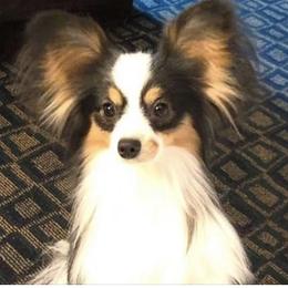 Storm - Papillon