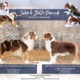 Australian Shepherd puppies from Solace Australian Shepherds
