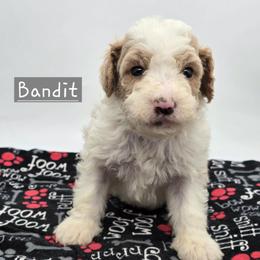 Bandit - Red male Bernedoodle puppy in Neillsville, Wisconsin from Granton Creek