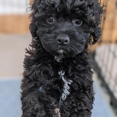 Aussiedoodle, Cavapoo, and Poodle Puppies from Robin's Nest Farm