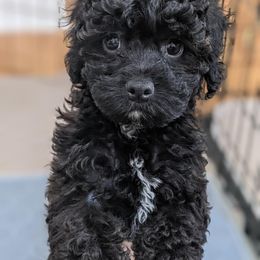 Aussiedoodle, Cavapoo, and Poodle Puppies from Robin's Nest Farm