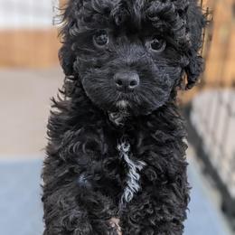 Aussiedoodle, Cavapoo, and Poodle Puppies from Robin's Nest Farm