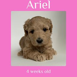 Ariel - pink collar - Cream female Labradoodle puppy in Beavercreek, Oregon from Auburn Sky Labradoodles