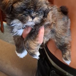 Shih Tzu Puppies from N.F.S.T Imperial ShihTzu Puppies.