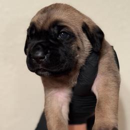 Solara - Fawn female Cane Corso puppy in Houston, Texas from Mortaio Cane Corso