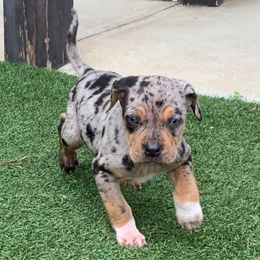 Girl 2 - Blue merle female Catahoula Leopard Dog puppy in Gadsden, Alabama from Rich Cat’s