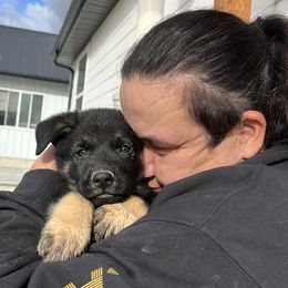 German Shepherd Puppies from Vom Haus Denfors K9
