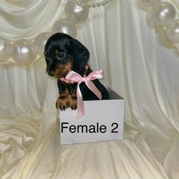 Female 2 - Black and tan female Dachshund puppy in Montgomery County, Texas from Gotham City Dachshunds