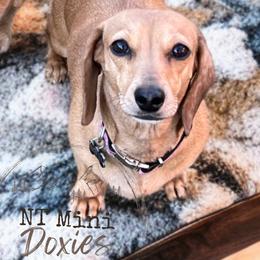 Chilli - Dachshund
