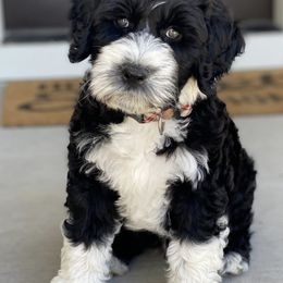 Portuguese Water Dogs from Pam Collar