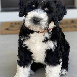 Portuguese Water Dogs from Pam Collar