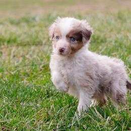 SUNNIE Our Tiny Little Survivor - Red merle male Miniature Australian Shepherd puppy in Burkesville, Kentucky from Bline’s Awesome Aussies & Doxies at the Bline Family Farm