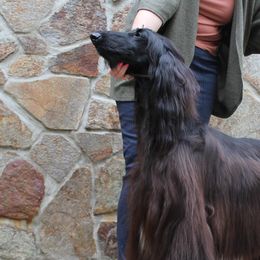 Leia - Afghan Hound