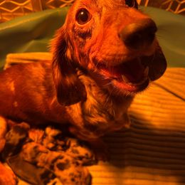 AKC black and tan boy - Black and tan male Dachshund puppy in Tazewell, Virginia from Appalachian Dachshunds
