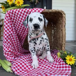 Sweet T - White and black female Dalmatian puppy in Tulsa, Oklahoma from White House Dals
