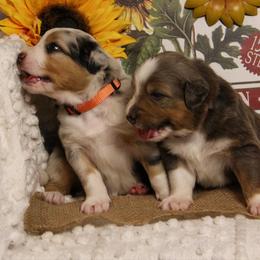 Australian Shepherd Puppies from Cooper Ridge Aussies