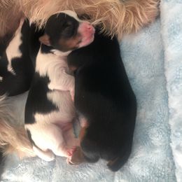 Yorkshire Terrier Puppies from Jackie Jenny’s Precious Yorkies