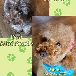 Dallie - Goldendoodle