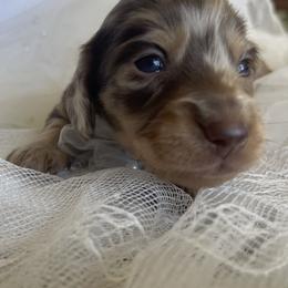 Mocha - Dapple female Dachshund puppy in Jackson, Tennessee from Cashmere Crown Mini Dachshunds