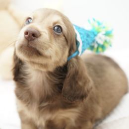 Pooh Bear - Cream male Dachshund puppy in Big Rapids, Michigan from 30 Acre Woods Dachshunds