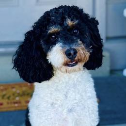 River - Bernedoodle