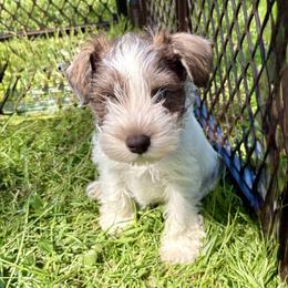 Whitey - Parti male Miniature Schnauzer puppy in Dunlap, Tennessee from Beards of Glory