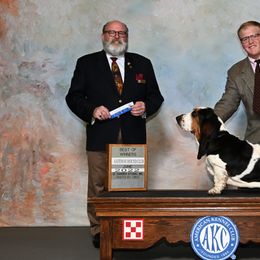 Basset Hounds from Bar H Farms