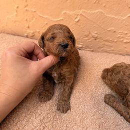Ansel - Red  male Poodle puppy in Miami, Florida from Sakura Poodles