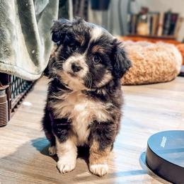 Ella - Black tri female Miniature Australian Shepherd puppy in Shingletown, California from Whiskeytown Aussies