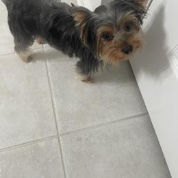 Elsa - Yorkshire Terrier