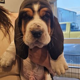 Fred - Mahogany and white male Basset Hound puppy in Greenleaf, Idaho from Happy Acre Bassets