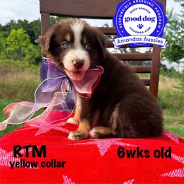 RTM yellow collar - Red tri-color male Australian Shepherd puppy in Greenville, Texas from Amandas Aussies