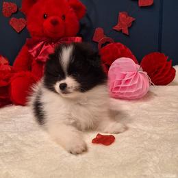 Alfie - Black parti male Pomeranian puppy in Tampa, St Petersburg, Florida from Diana's Pomeranians