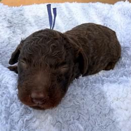 Light Blue Collar - Phantom male Poodle puppy in Huntsville, Alabama from Flint River Poodles