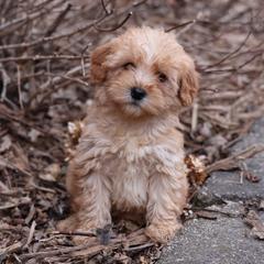 Kia - Cream female Whoodle puppy in West Bend, Iowa from Blue Skies Terriers