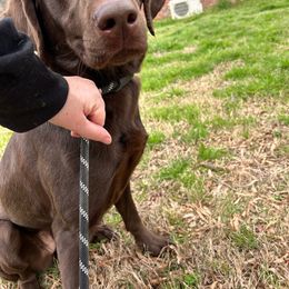 Nikki - Chocolate Labrador Retriever puppy in Carthage, North Carolina from Kailani Labradors