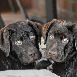 French Bulldogs and Labrador Retrievers from Spencer's LuvaBulls and English Labs